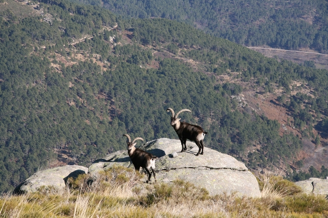 Un detenido y 5 investigados por caza ilegal de cabra hispánica de Gredos